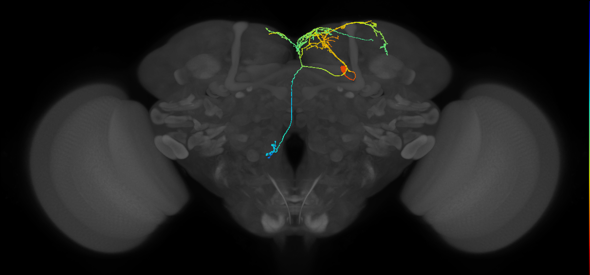 adult doublesex pCd-1 neuron