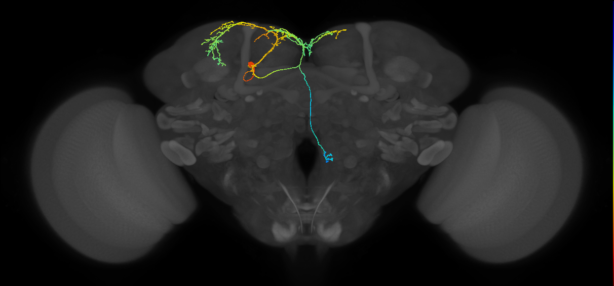 adult SMPpv1 lineage neuron