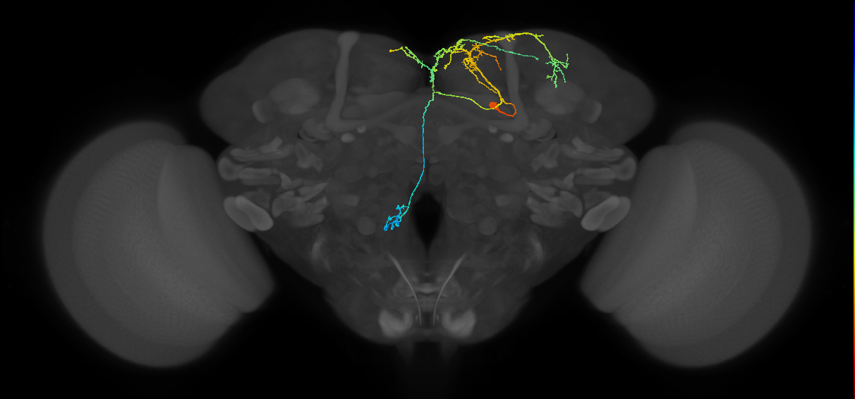 adult doublesex pCd-1 neuron