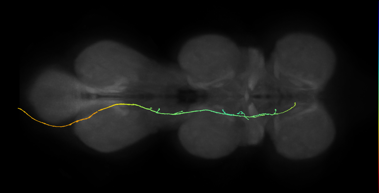 mechanosensory neuron of Wheeler's organ