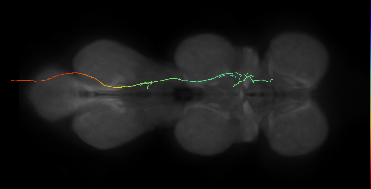 mechanosensory neuron of Wheeler's organ