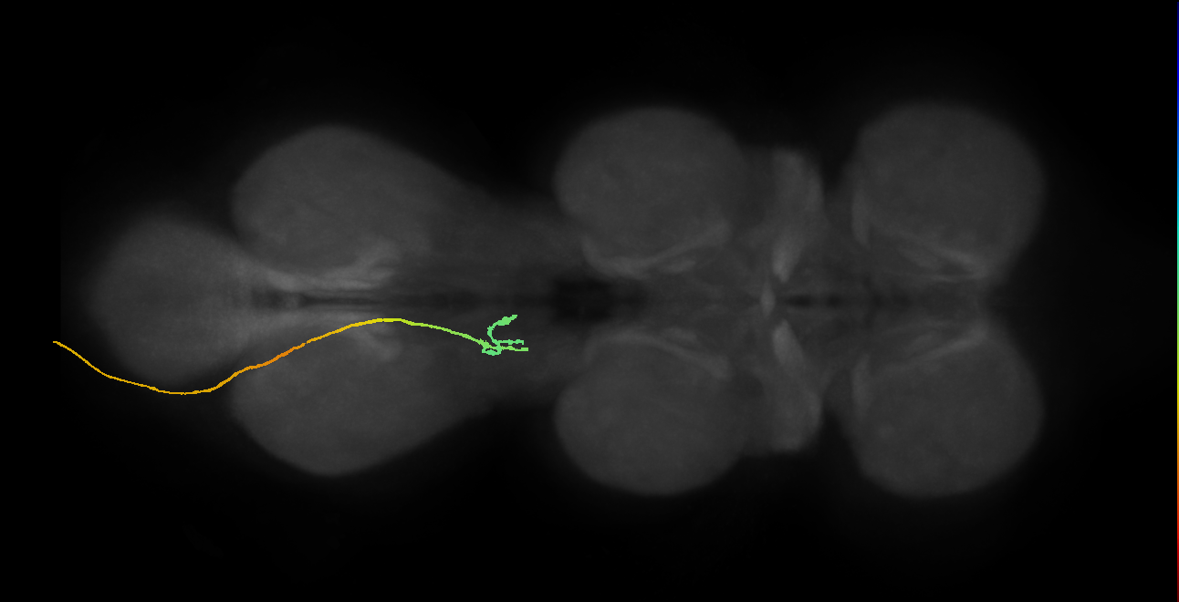 mechanosensory neuron of Wheeler's organ