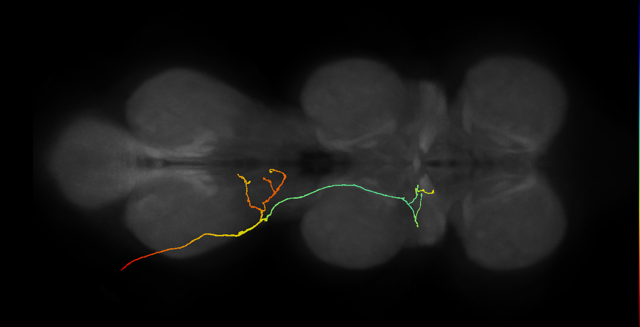 SNpp21