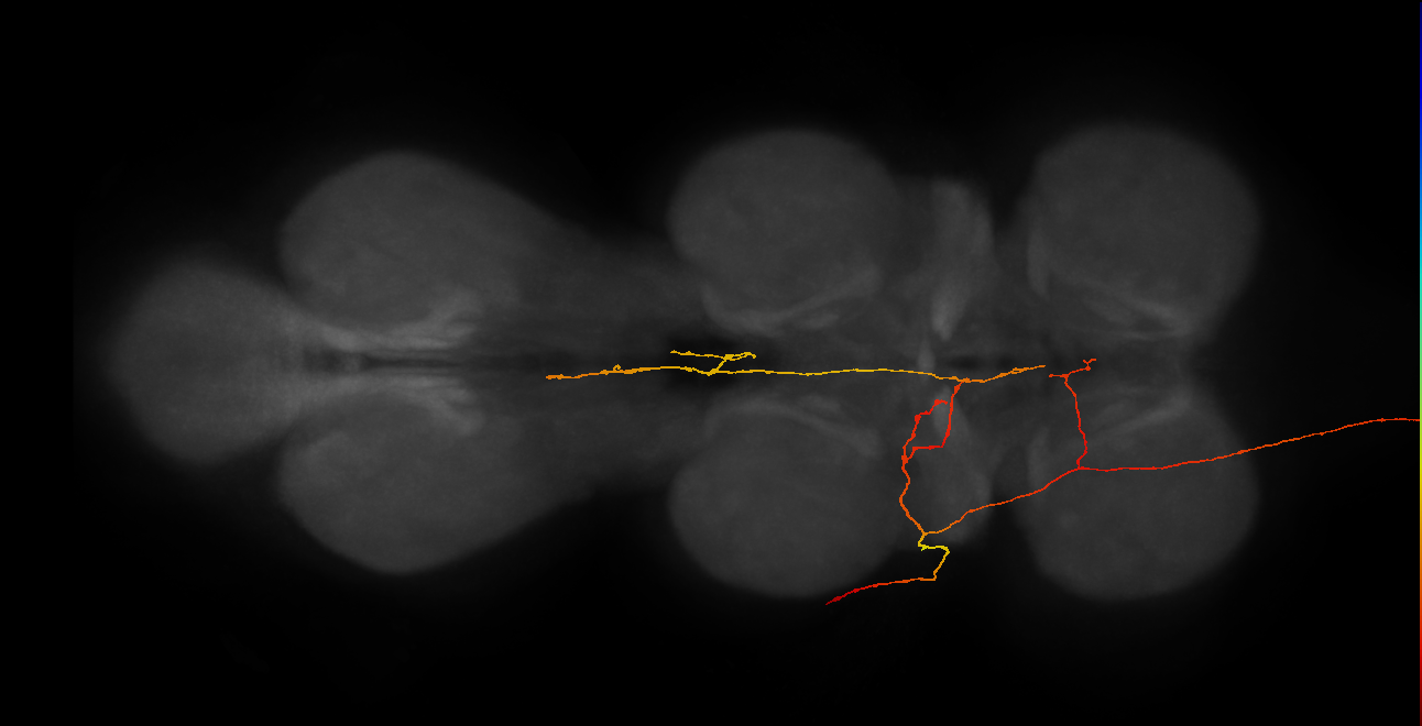 SNpp23_L (MaleCNS:166882)