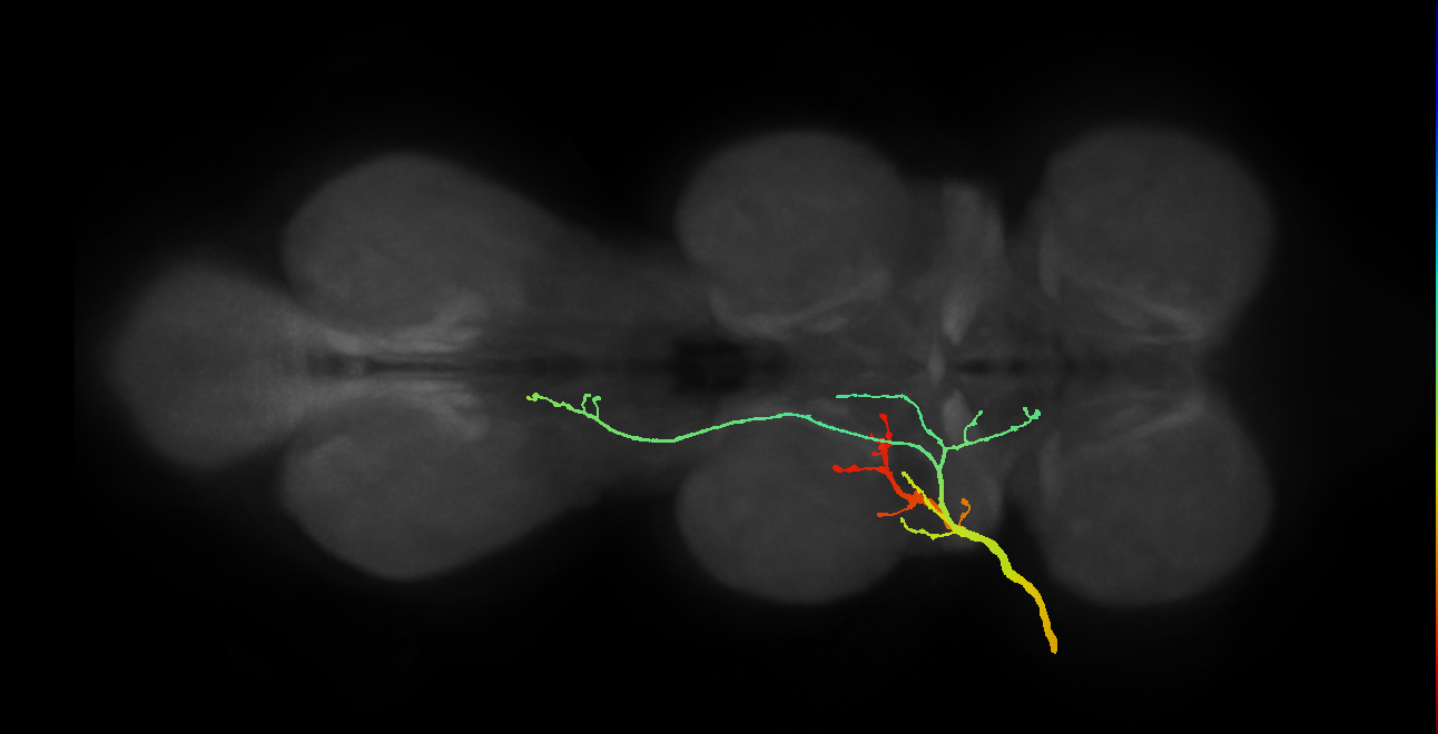 sensory neuron of wing campaniform sensillum