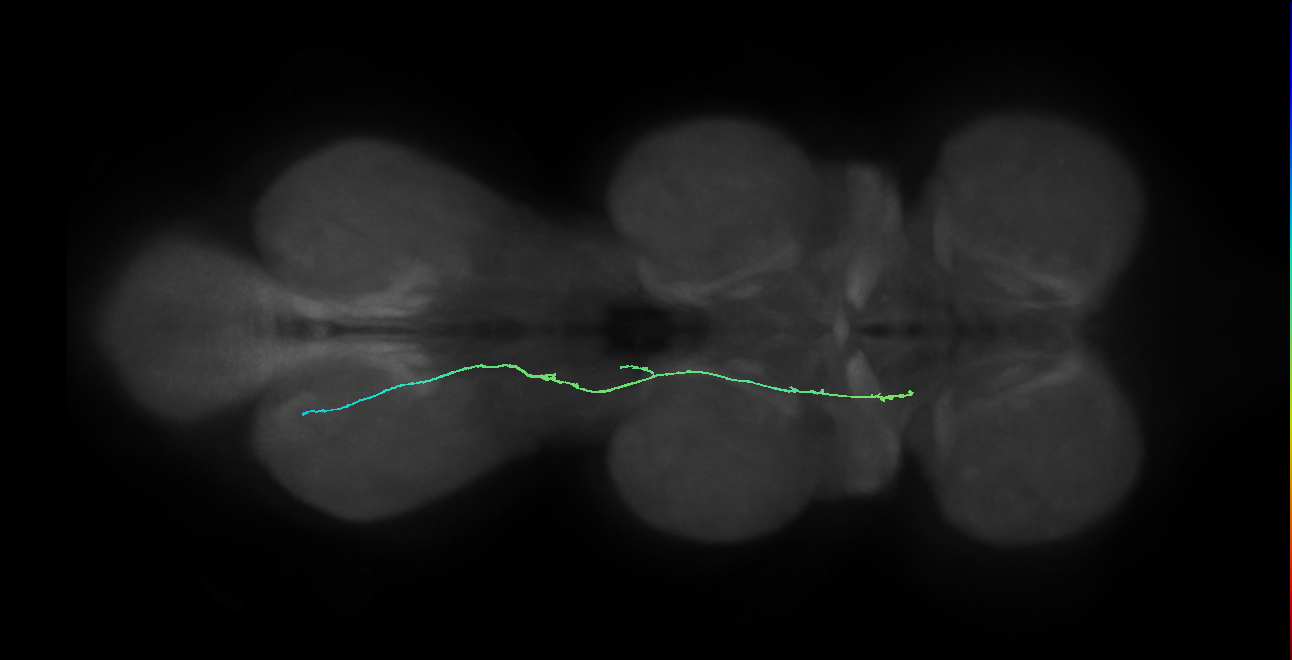 SNpp46