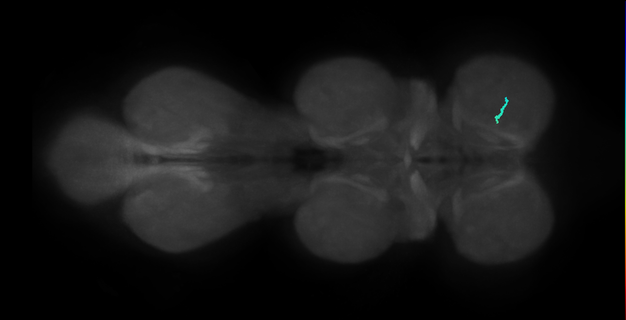 None (MaleCNS:826042)