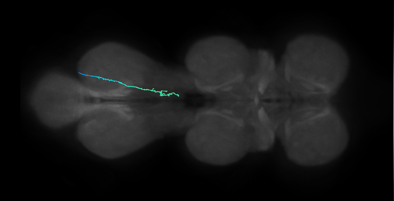 None (MaleCNS:815949)