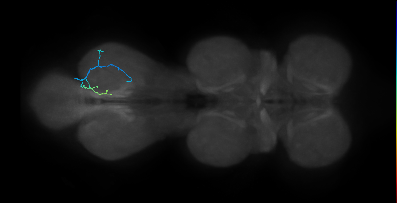 adult chordotonal neuron