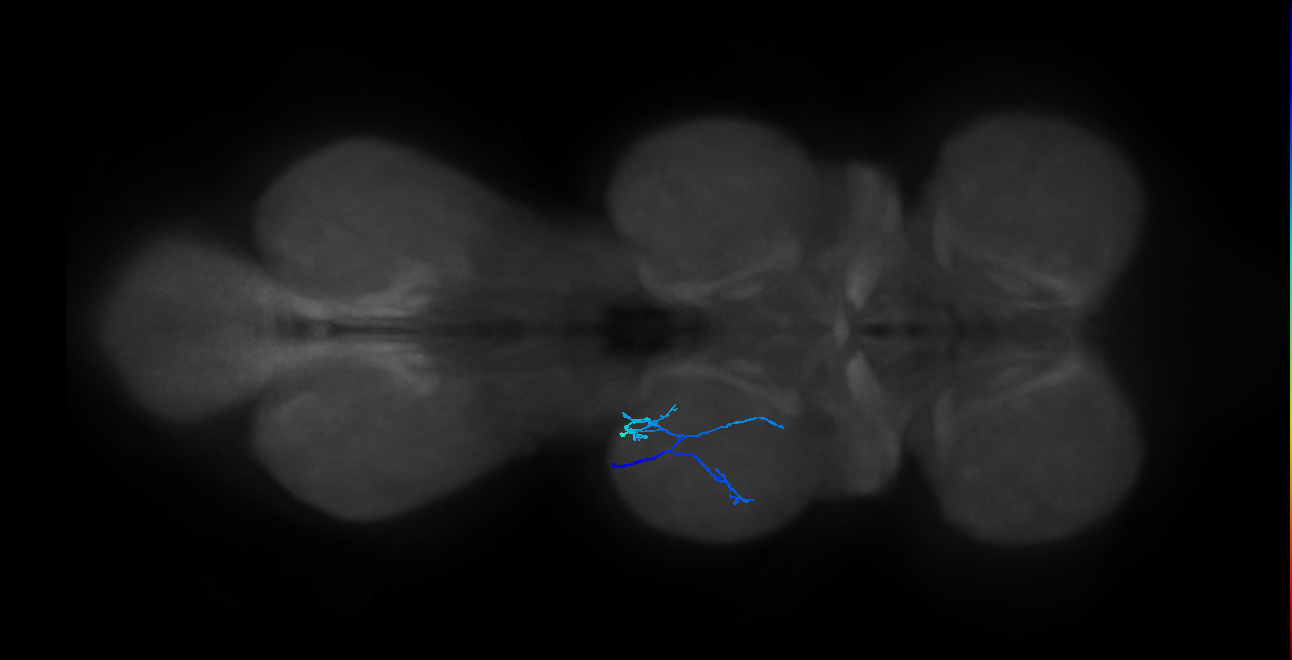 mechanosensory neuron of leg chordotonal organ