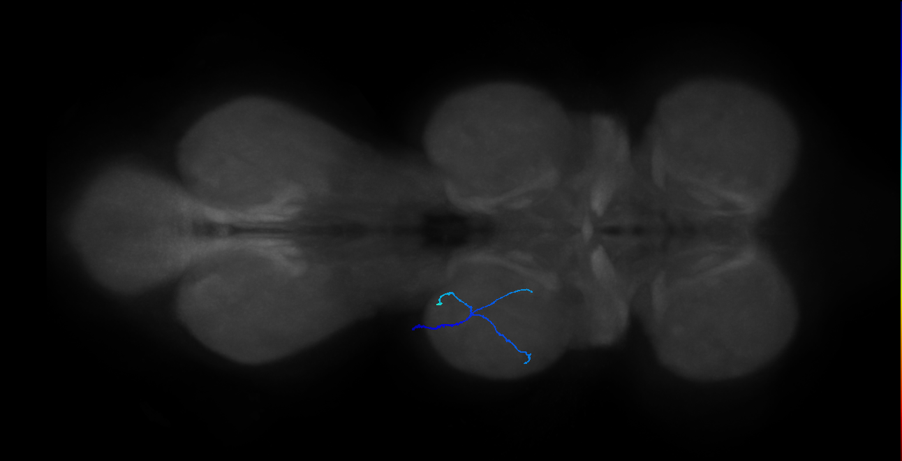 mechanosensory neuron of leg chordotonal organ