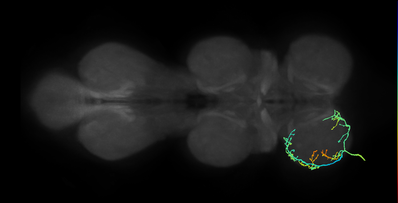 mechanosensory neuron of hair plate