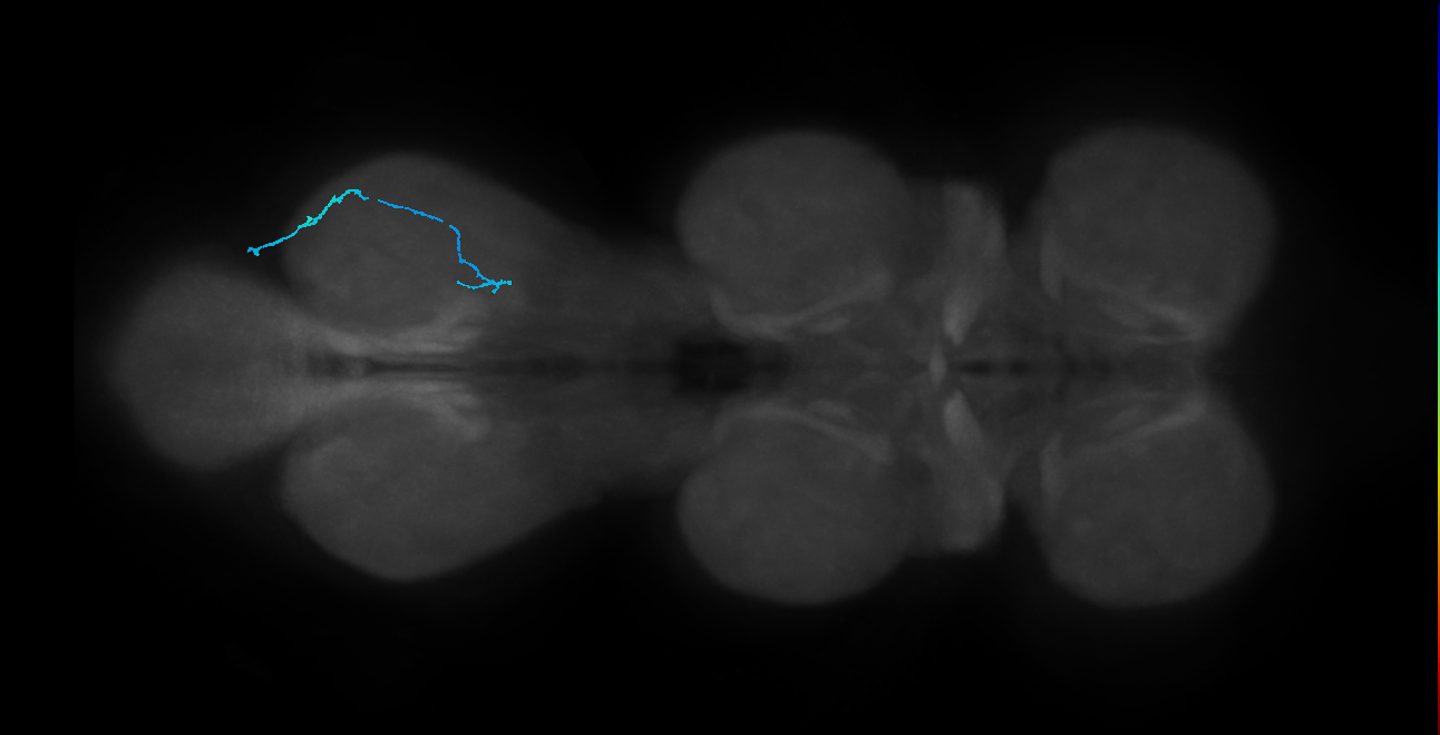 mechanosensory neuron of hair plate