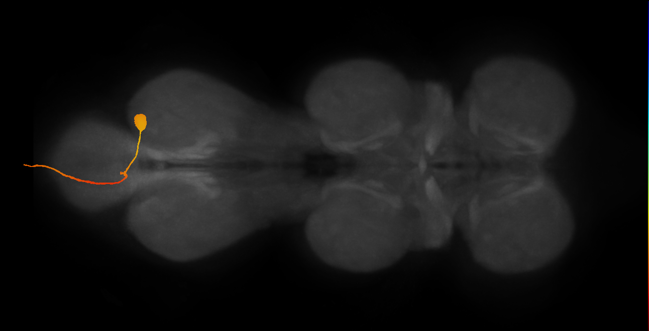 prothoracic coxal strand receptor neuron