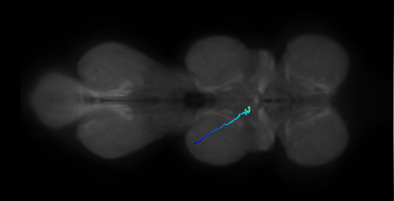 femoral chordotonal club neuron