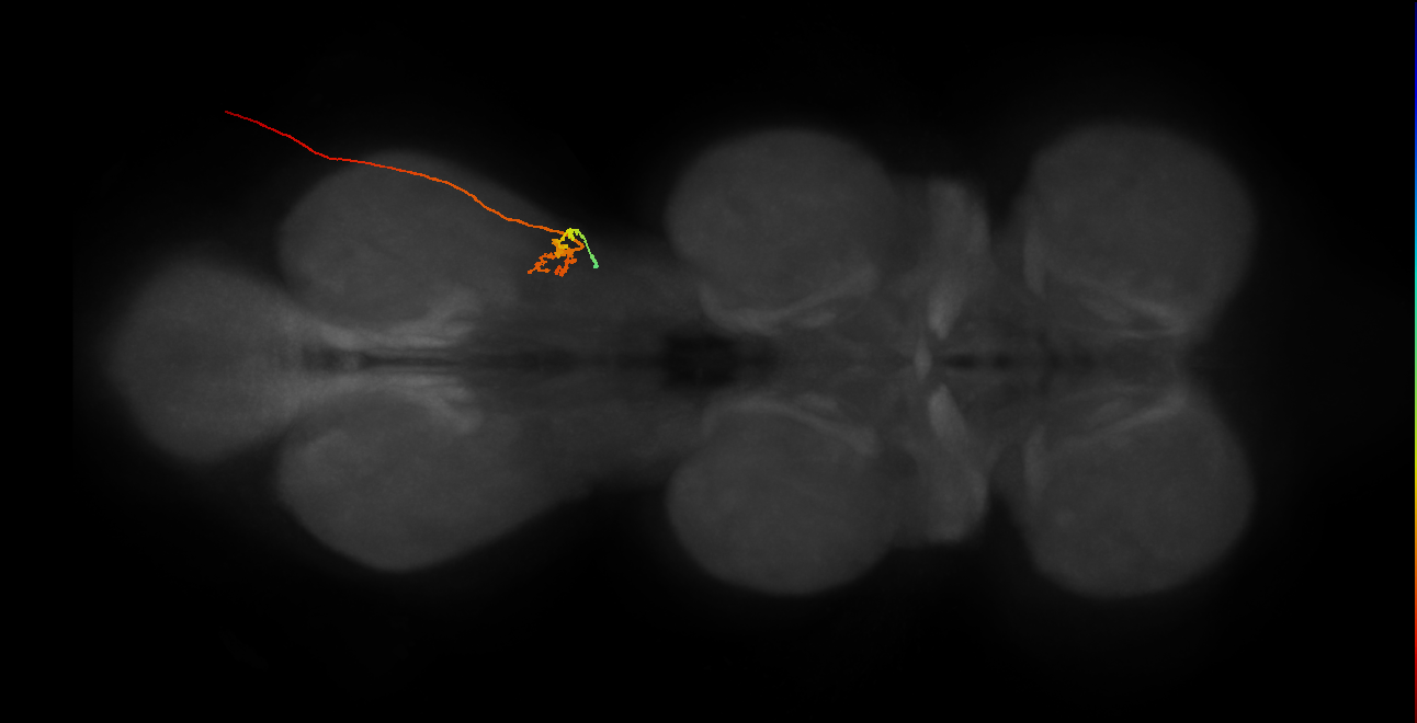 sensory neuron of haltere capitellum trichoid sensillum