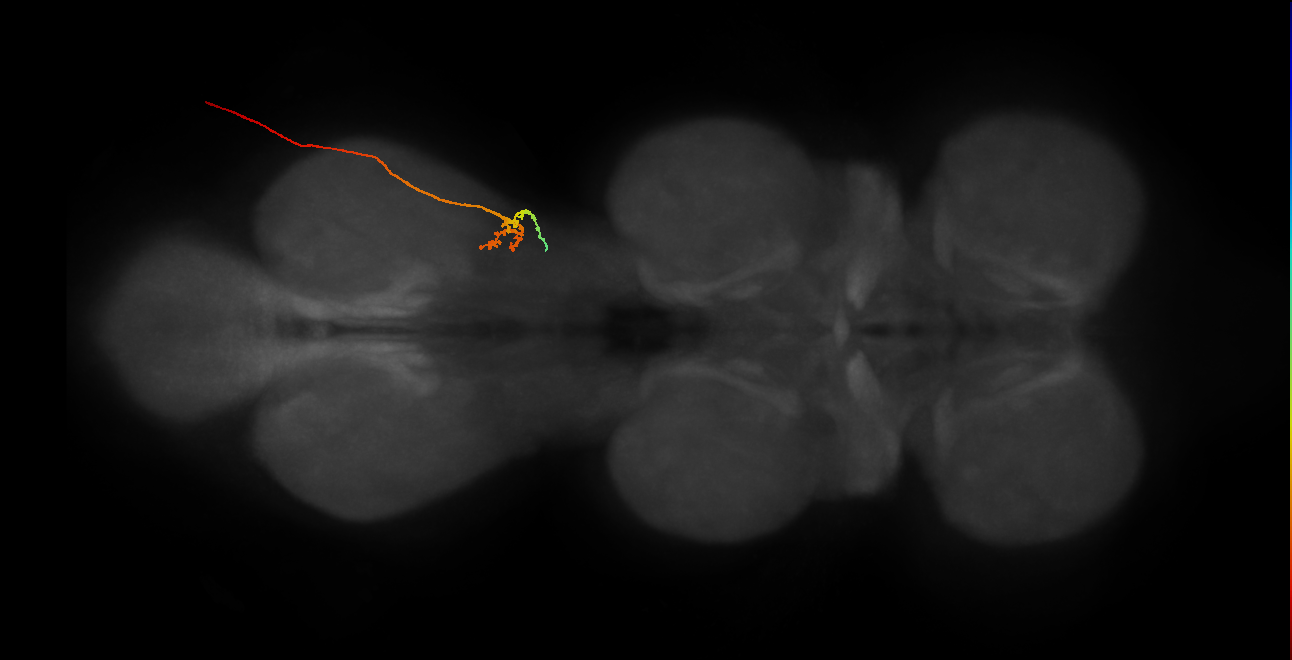 sensory neuron of haltere capitellum trichoid sensillum