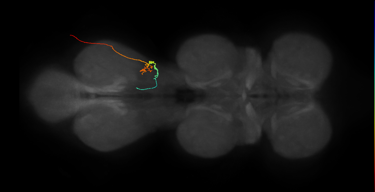 sensory neuron of haltere capitellum trichoid sensillum