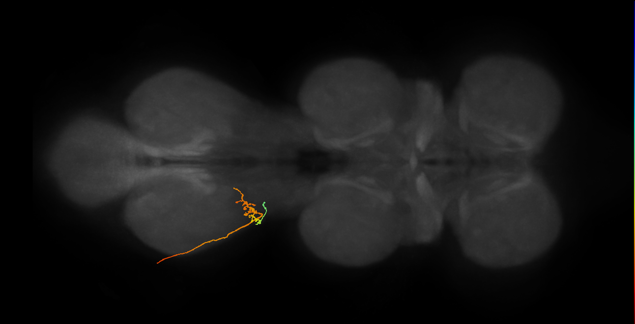 sensory neuron of haltere capitellum trichoid sensillum