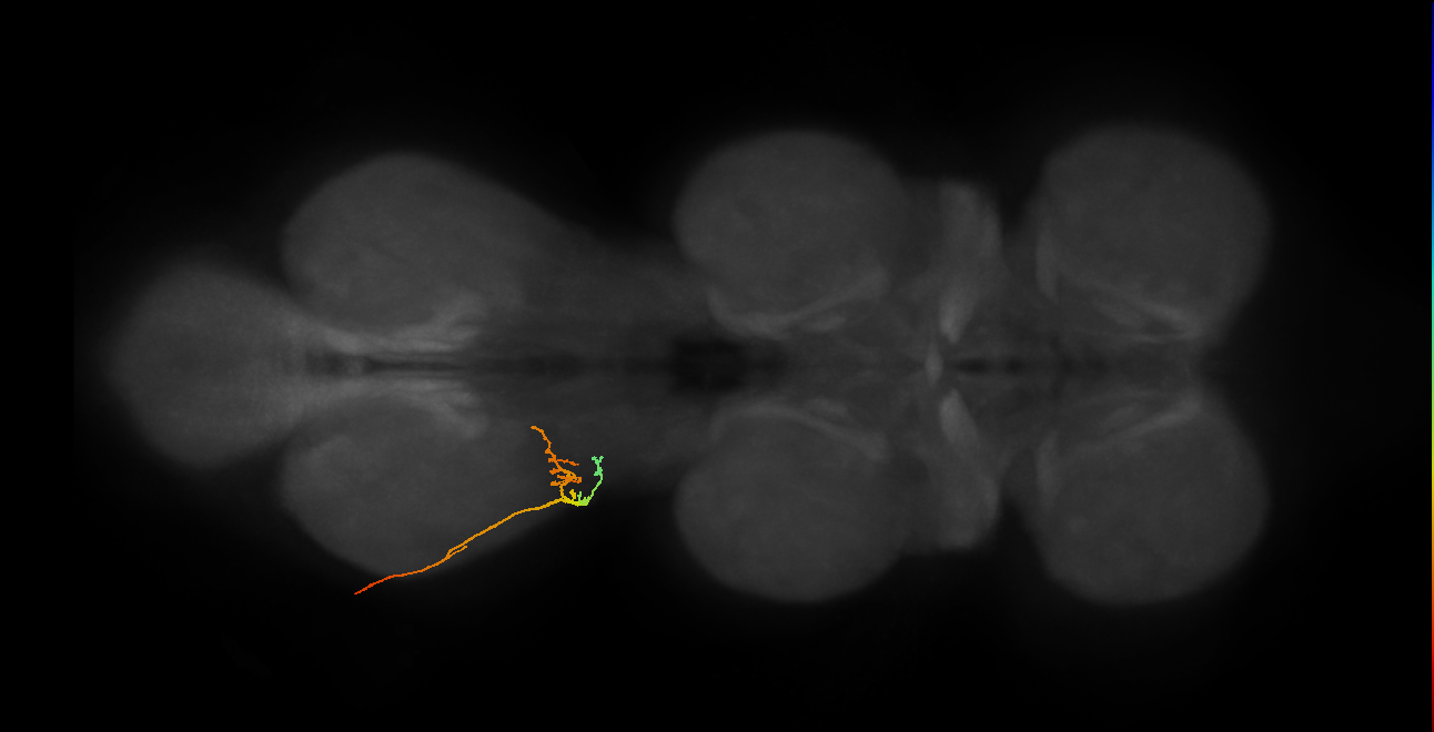 sensory neuron of haltere capitellum trichoid sensillum