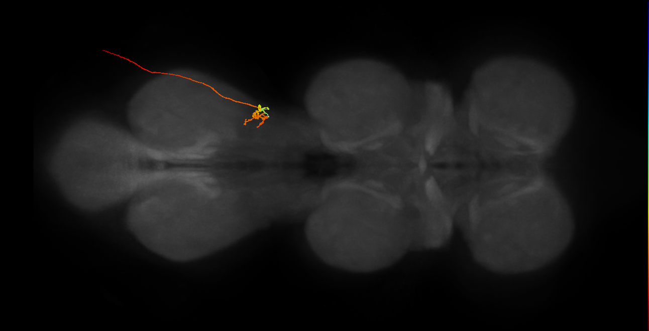 sensory neuron of haltere capitellum trichoid sensillum