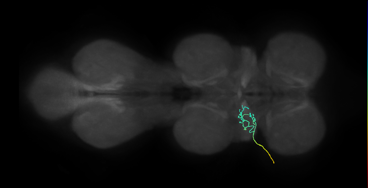 mechanosensory neuron of chaeta