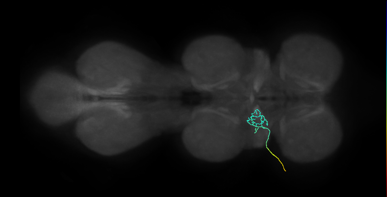 mechanosensory neuron of chaeta