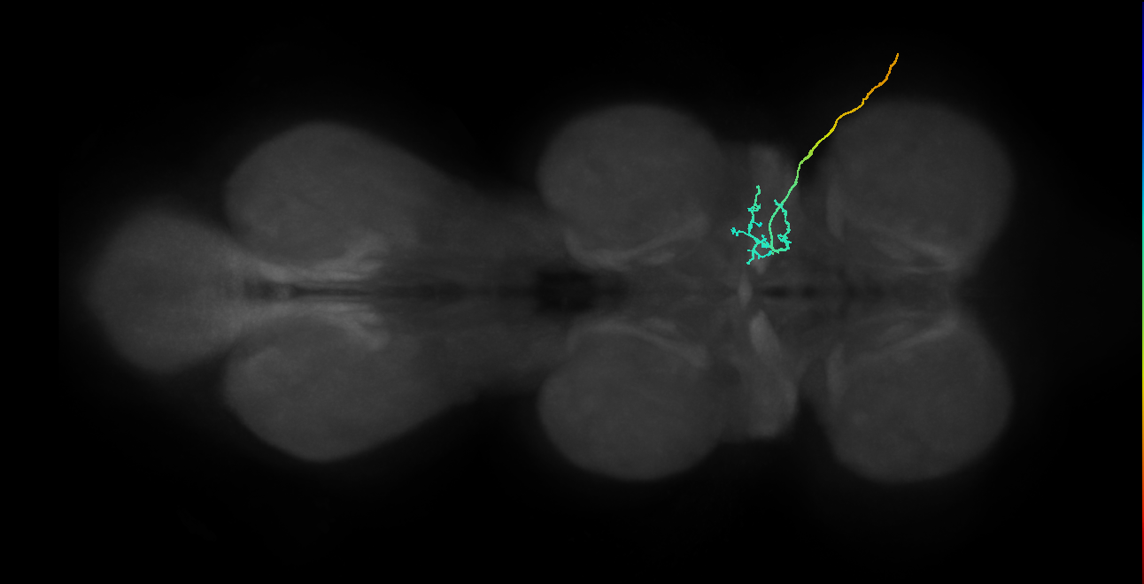 mechanosensory neuron of chaeta