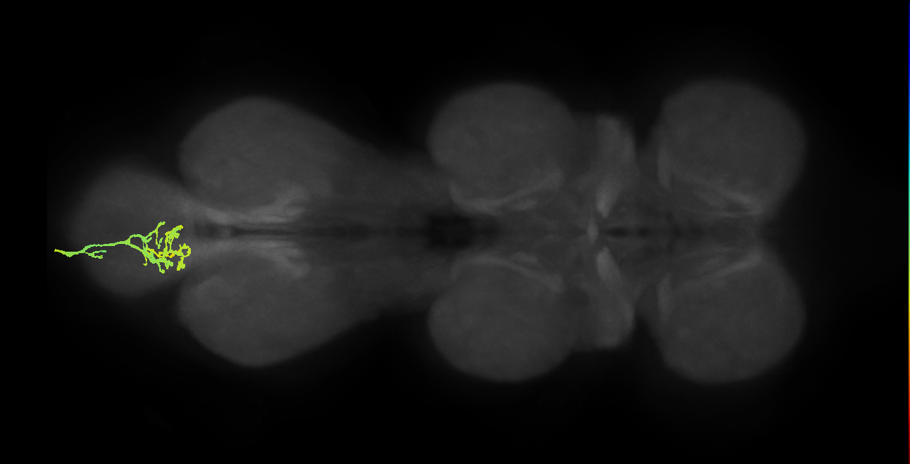 SNxx11