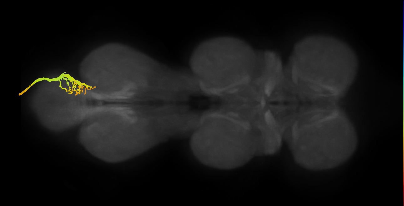 SNxx11