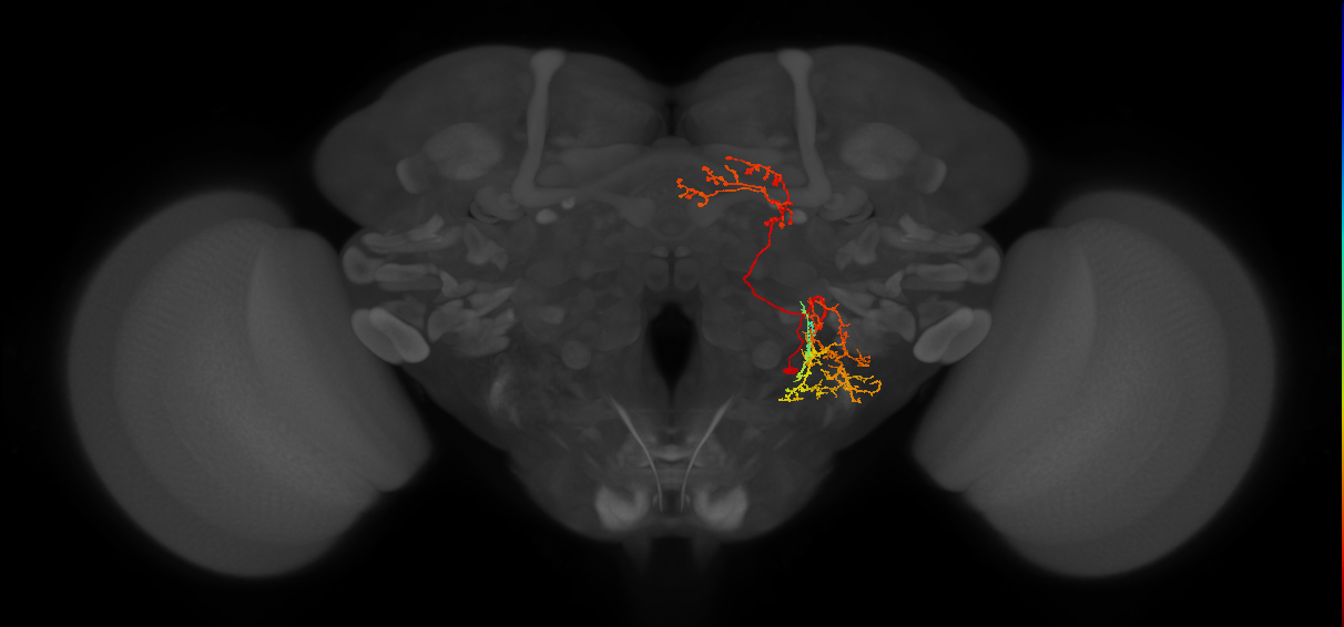 adult PBp1 lineage neuron