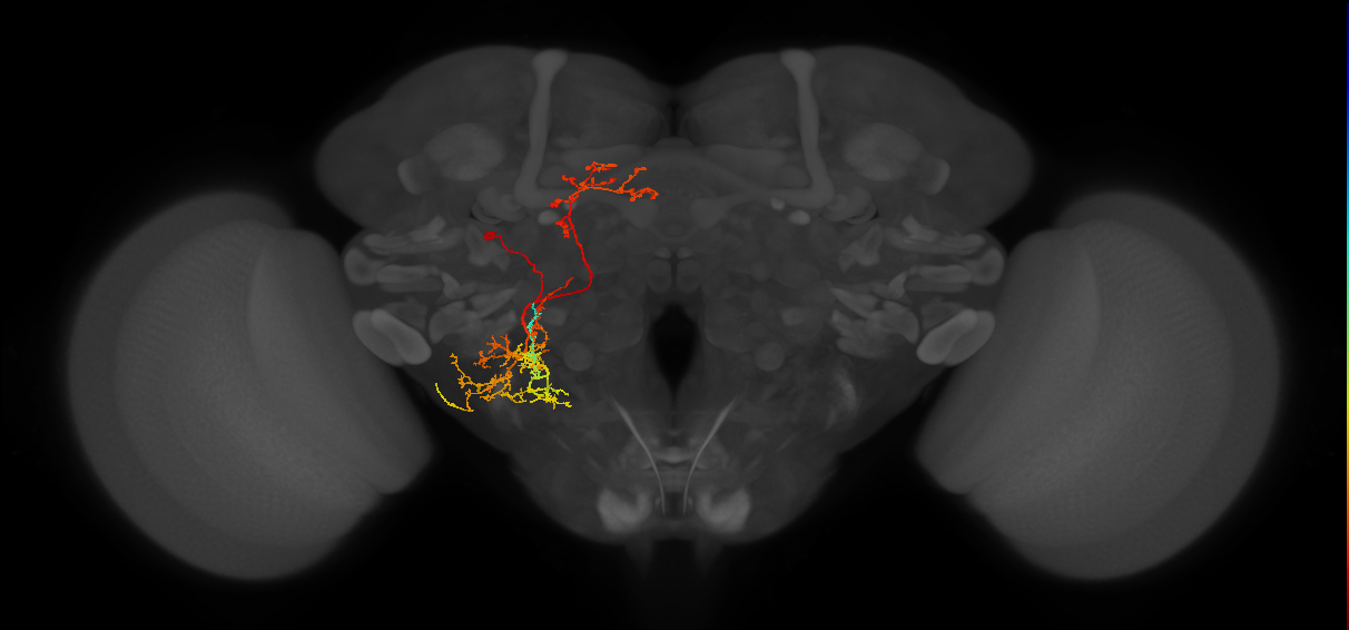 adult PBp1 lineage neuron