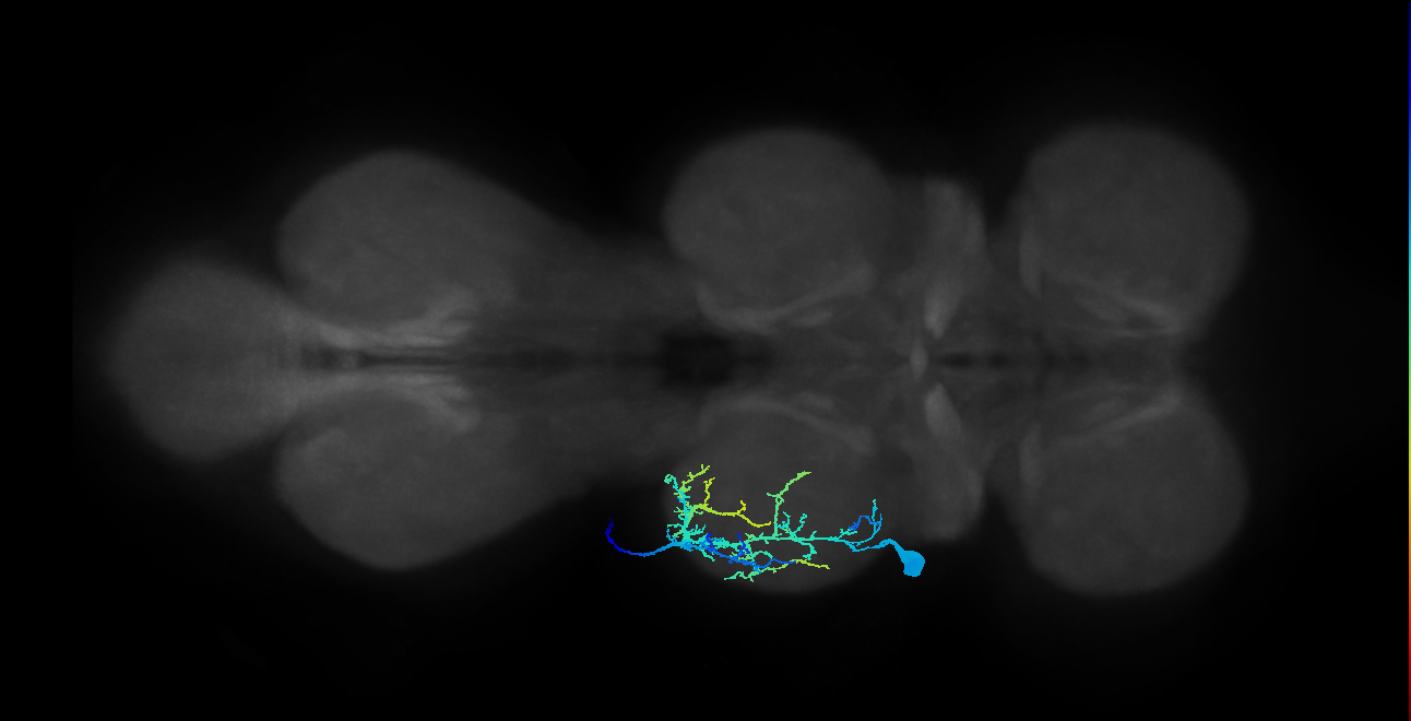prothoracic sternal adductor muscle motor neuron