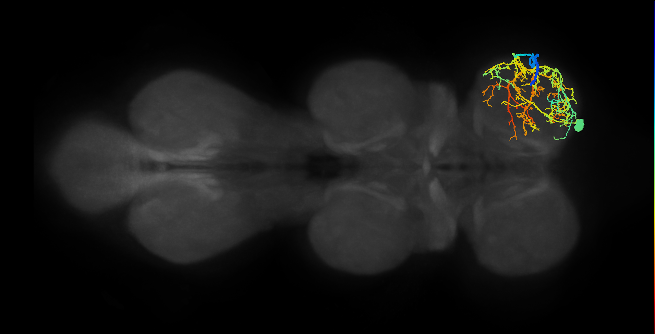 prothoracic sternal adductor muscle motor neuron