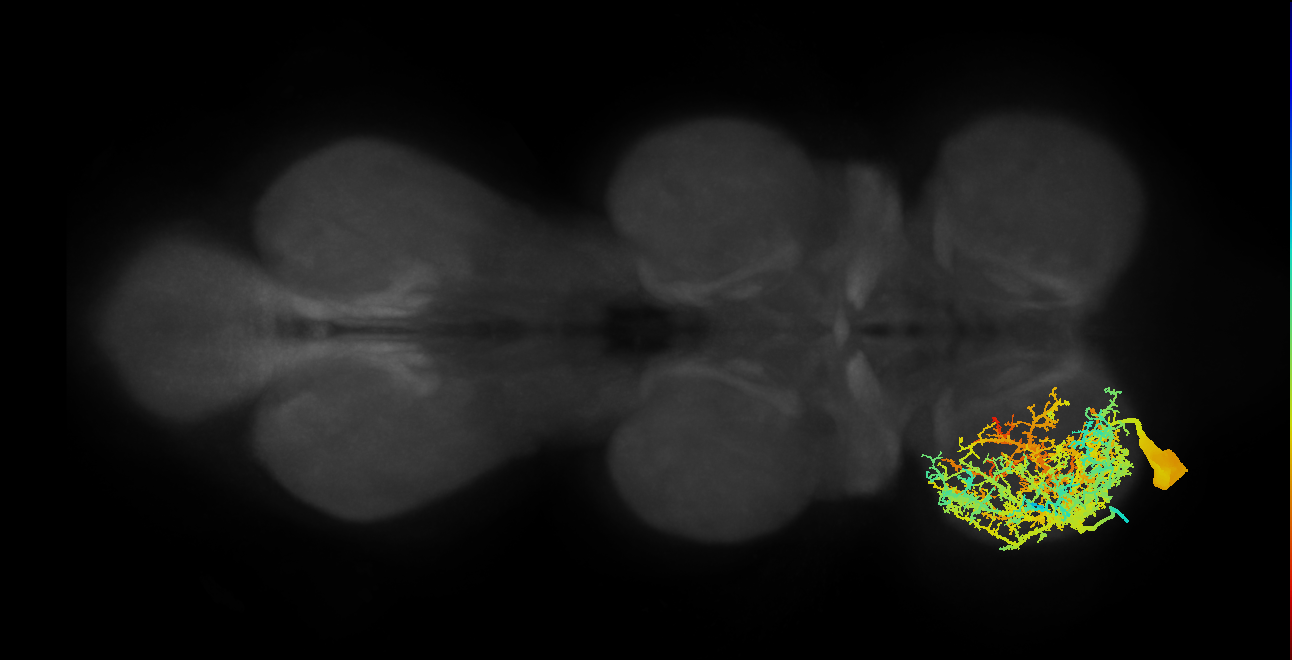 Sternal anterior rotator MN_L (MaleCNS:919509)