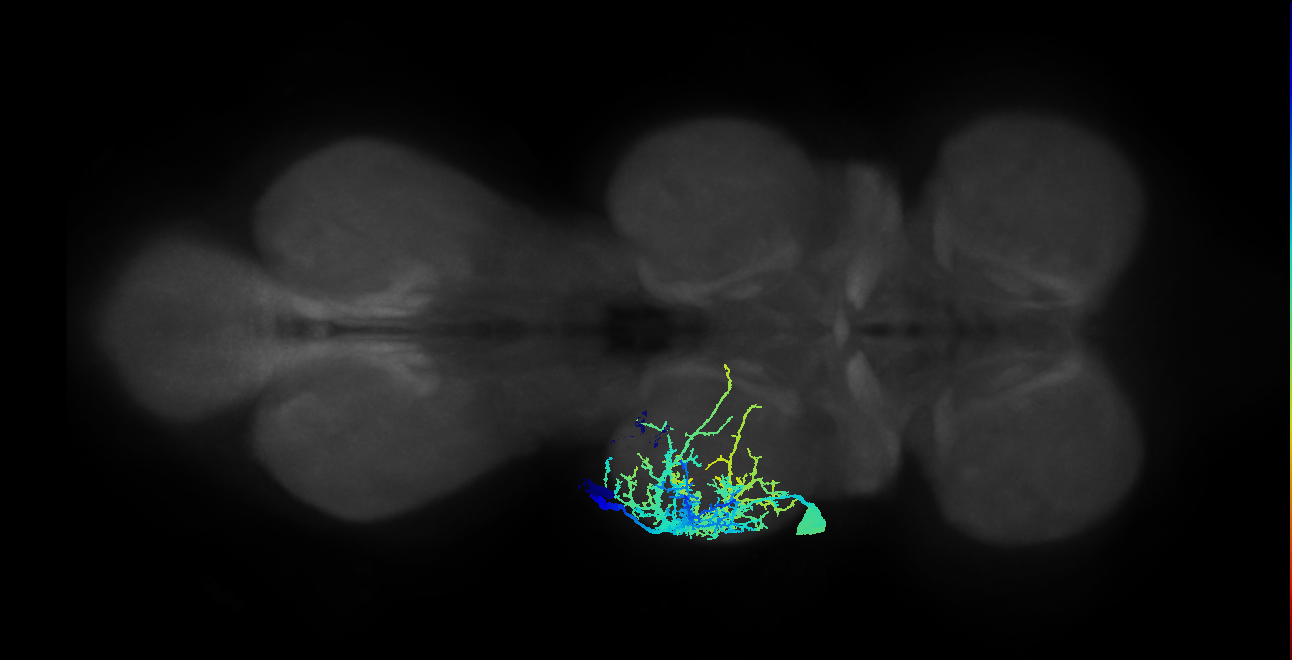 Sternal anterior rotator MN_L (MaleCNS:832490)