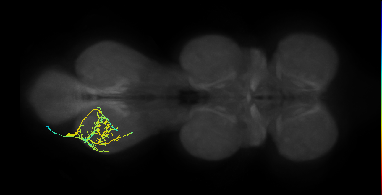Sternal posterior rotator MN_L (MaleCNS:818399)