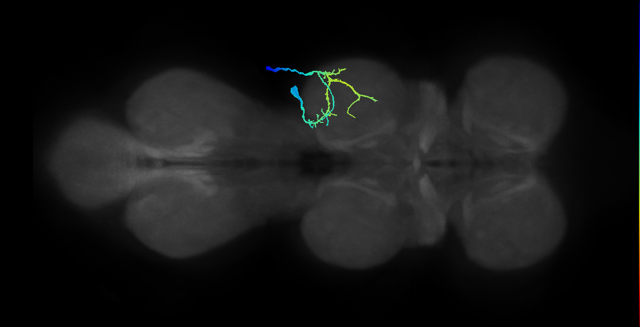 Sternal posterior rotator MN_R (MaleCNS:818996)