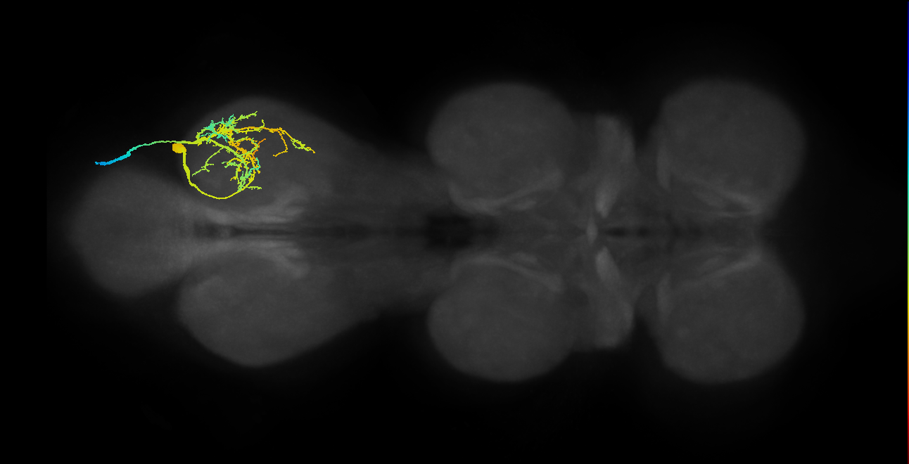 Sternal posterior rotator MN_R (MaleCNS:1050493413)