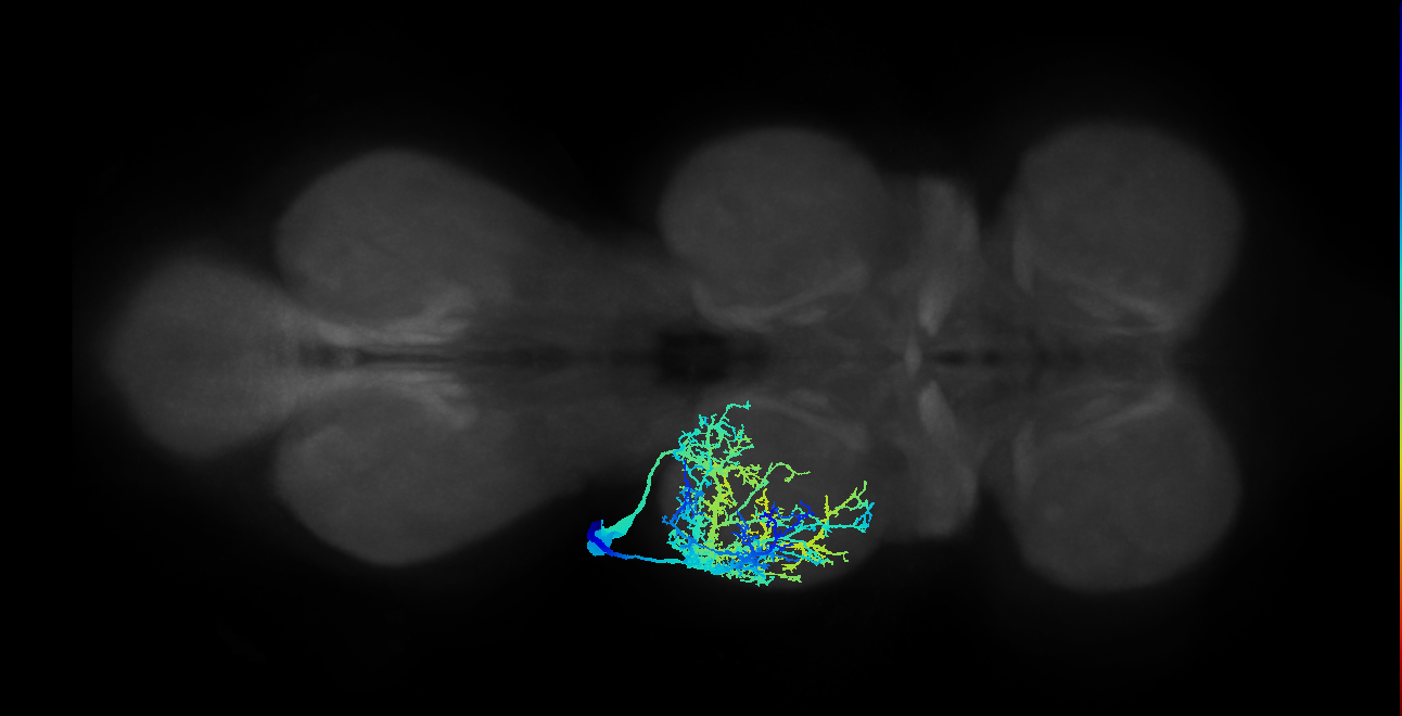 Sternal posterior rotator MN_L (MaleCNS:803704)