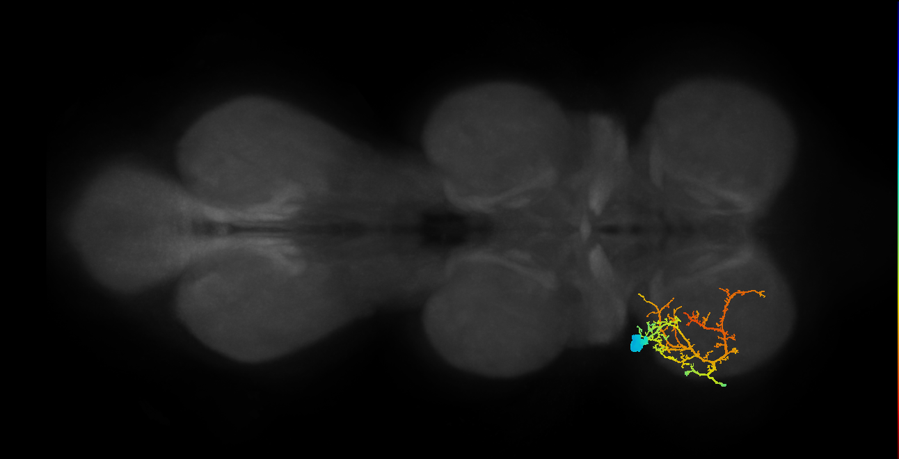 Sternal posterior rotator MN_L (MaleCNS:1050335829)