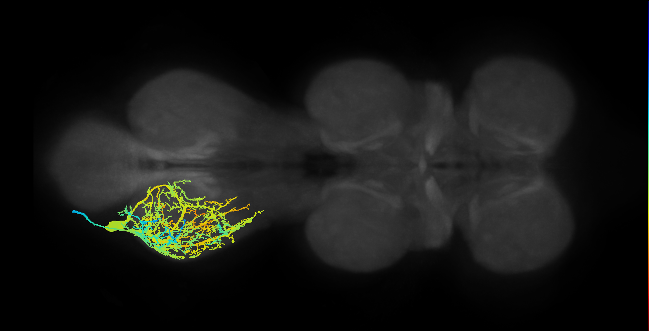Sternal posterior rotator MN_L (MaleCNS:801492)