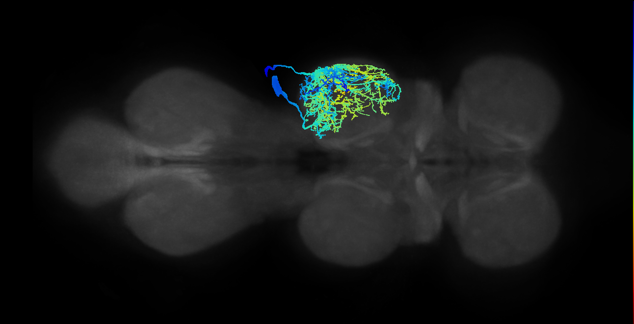 Sternal posterior rotator MN_R (MaleCNS:801761)