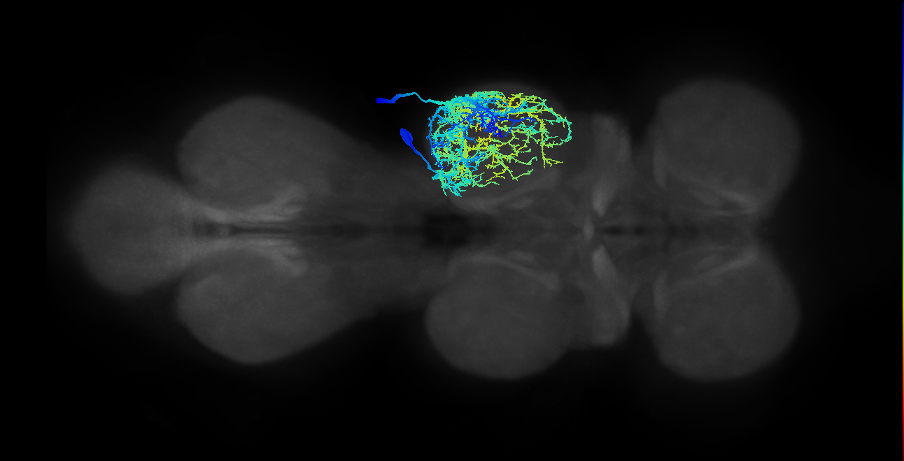 Sternal posterior rotator MN_R (MaleCNS:802521)