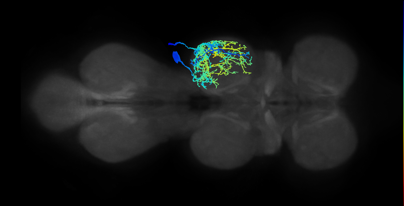Sternal posterior rotator MN_R (MaleCNS:800962)