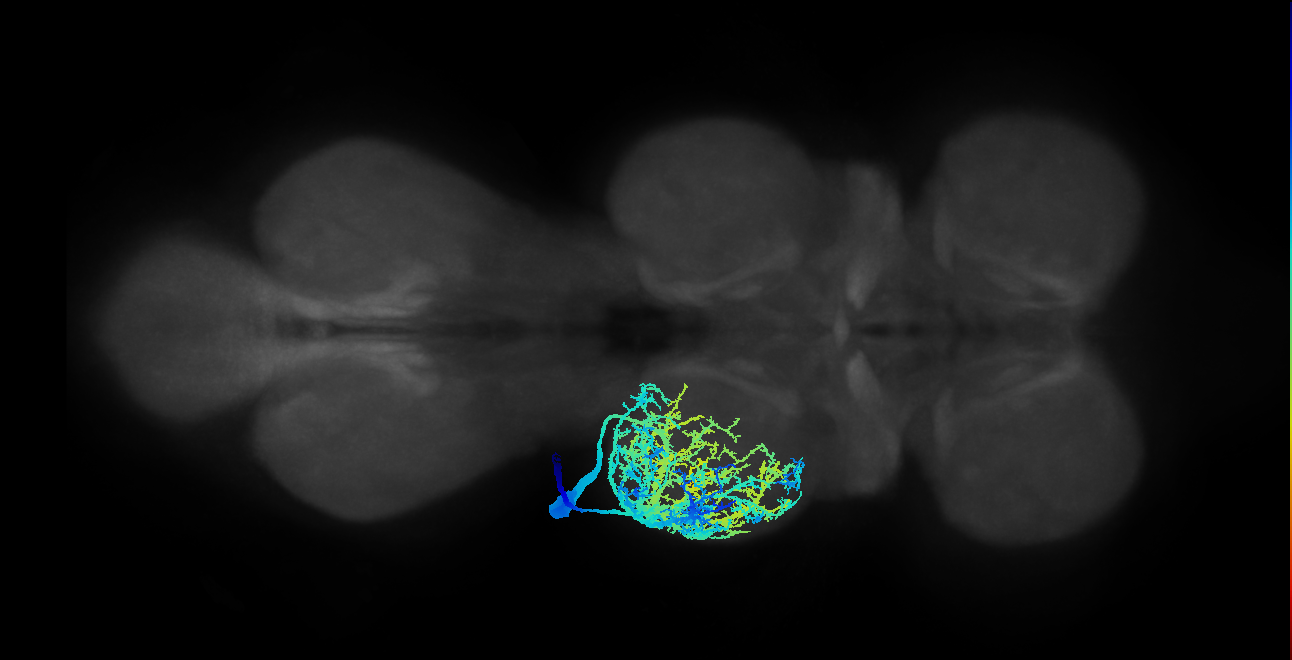 Sternal posterior rotator MN_L (MaleCNS:801768)