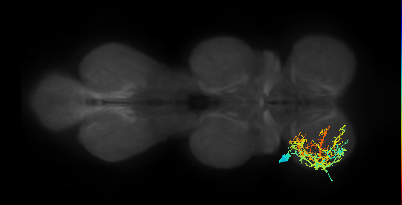 Sternal posterior rotator MN_L (MaleCNS:801915)