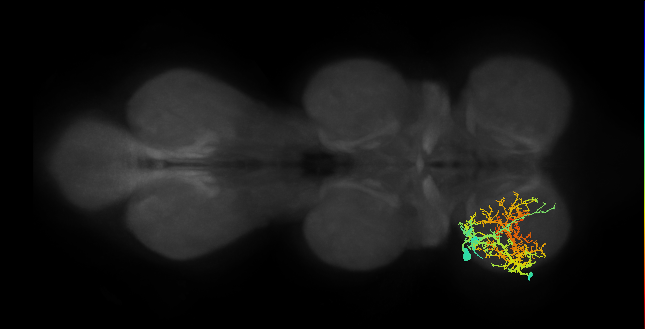 Sternal posterior rotator MN_L (MaleCNS:804851)