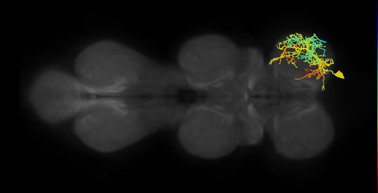 metathoracic sternotrochanter extensor muscle motor neuron