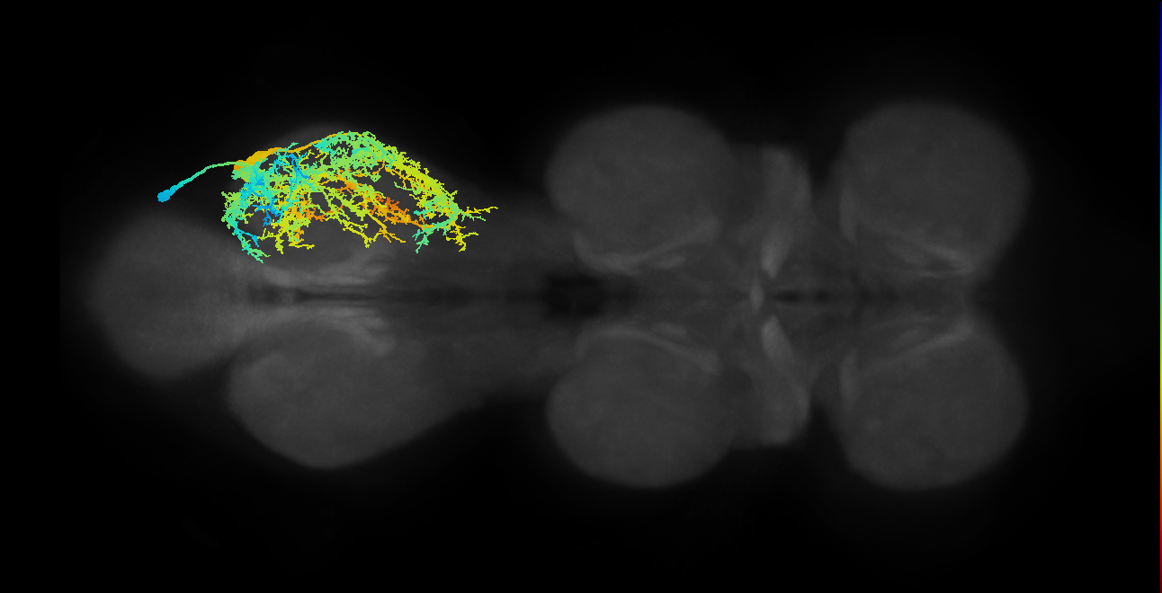 lineage 17 secondary neuron